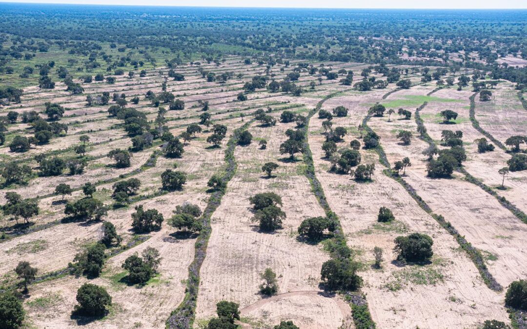 SOS: Kemp denuncia ao MP risco do avanço do plantio de soja no Pantanal