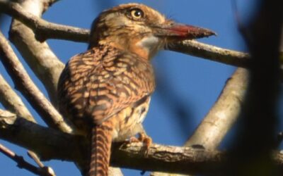 Observadores de aves poderão ser homenageados com dia estadual – Projeto de Lei de Pedro Kemp