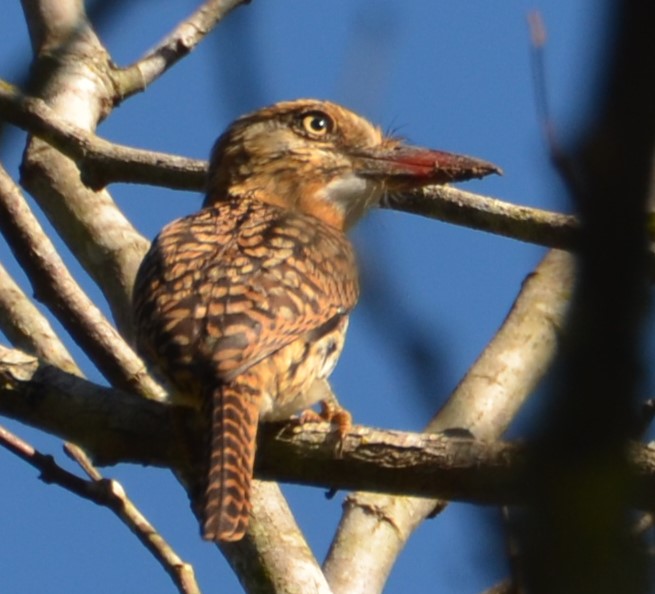 Observadores de aves poderão ser homenageados com dia estadual – Projeto de Lei de Pedro Kemp